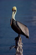© SuperStock - Brown Pelican perched on a wooden post