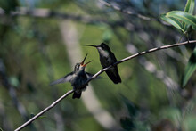 Hummingbirds On A Branch
