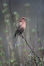 House Finch On A Branch