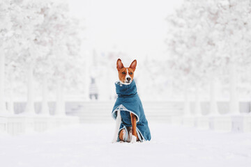 basenji dog