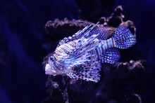 Red Lionfish Is Swimming In An Aquarium.