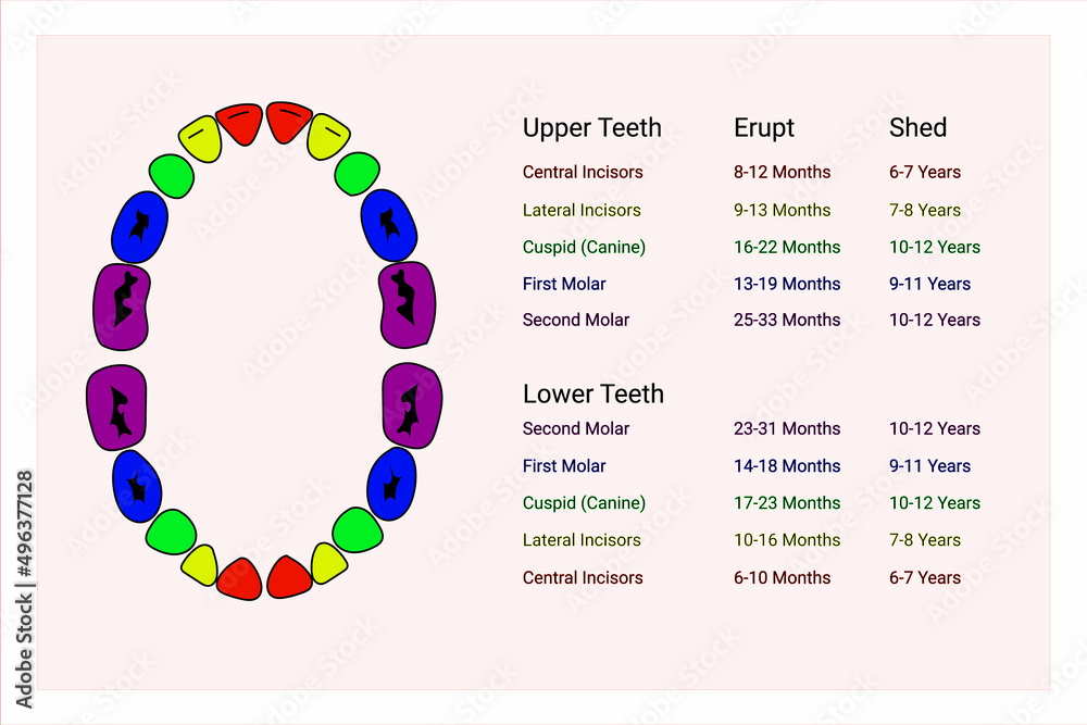 Primary Teeth Chart. Schedule of Baby Teeth Eruption. Primary teeth ...