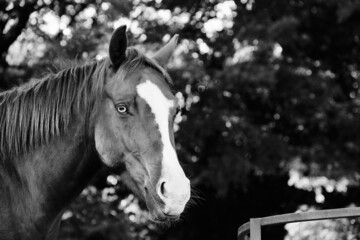 Poster - Blaze face horse portrait in black and white, trees blurred background.