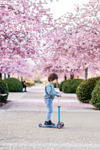 Active Toddler Boy Riding Kick Scooter On Bloomimg Spring Sakura Alley. Child Healthy Lifestyle And Leisure Activity