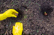 Planting tulip bulbs. The gardener's hands in yellow gloves lower the flower bulb into a hole in the ground