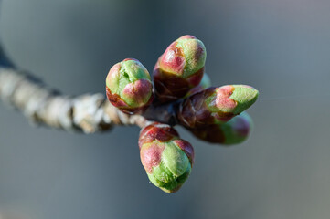 buds in spring