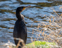 Young Cormorant On The Bank Of The River Teviot In Scotland