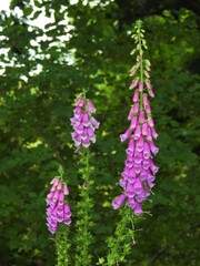 Wall Mural - Pink wild flowers on a thick bell-shaped stem in the forest