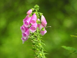 Wall Mural - Pink wild flowers on a thick bell-shaped stem in the forest