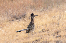 A Greater Roadrunner Walking Through The Dry Grassland In Arizona. 