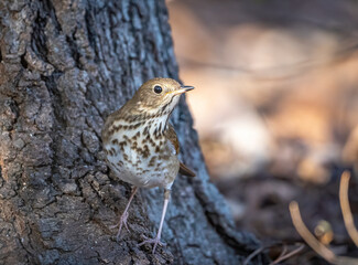 Wall Mural - A hermit thrush perched on the base of a tree trunk. 