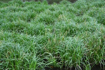 Canvas Print - Carex dispalata. Cyperaceae perennial plants.
It grows in ponds and wetlands and grows in clusters with rhizomes. 