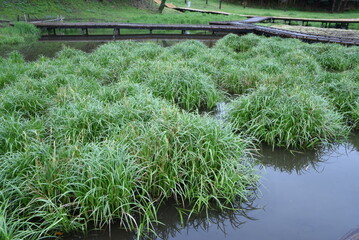 Wall Mural - Carex dispalata. Cyperaceae perennial plants.
It grows in ponds and wetlands and grows in clusters with rhizomes. 