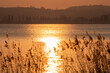 Goldener Sonnenuntergang am schönen Bodensee mit Schilf im Vordergrund 