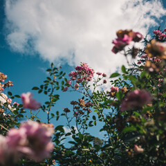 Sticker - flowers in spring