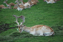 White Tailed Deer Resting In The Grass