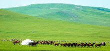 Herdsmen Of Nature Grassland