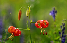The Red Wild Lilies Wither In The Green Background