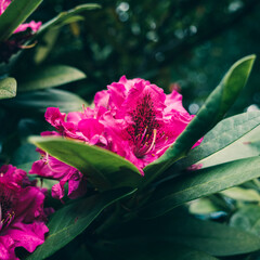 Wall Mural - Rhododendron flower