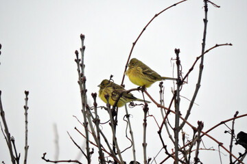 Wall Mural - A portrait of two male yellowhammers with ruffled feathers sitting on a leafless branch, grey sky and blurred trees in the background