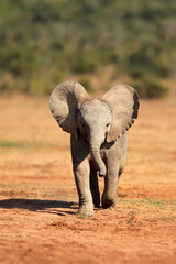 Wall Mural - a cute baby african elephant (loxodonta africana), addo elephant national park, south africa.