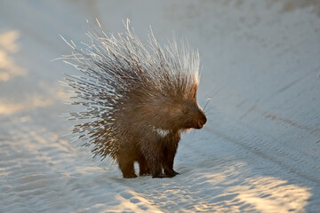 Wall Mural - alert cape porcupine (hystrix africaeaustralis) with erect quills, south africa.