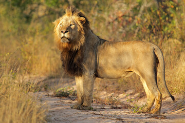 Wall Mural - big male african lion (panthera leo) in natural habitat, south africa