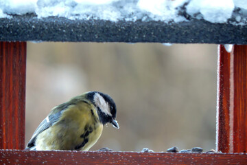 Wall Mural - The female great tit sitting in a wooden bird feeder, some snow on the roof, wooden frame, blurred background