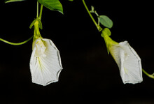 White Butterfly Pea Flower,  White Pea, Asian Pigeonwings (Clitoria Ternatea) Isolated On Black Background
