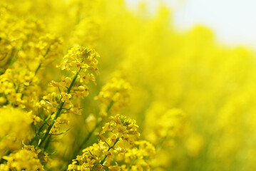 Wall Mural - Yellow flower Barbarea vulgaris. Spring season.