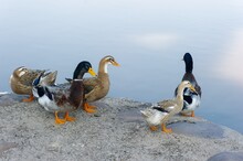 The Group Ducks