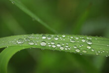 After The Rain The Water Drops On Green Leaves In Summer