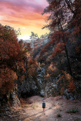 Wall Mural - Walking in beautiful orange forest in mountains.