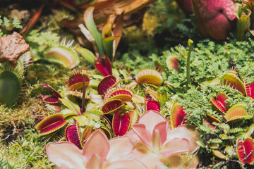  Botanical garden with carnivorous flowers. Jungle foliage stock photography. Venus fly traps and pitcher plants. Jungle foliage stock photography.