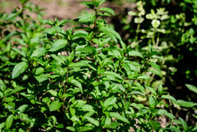 Fresh Green Peppermint Or Mentha × Piperita, Also Known As Mentha Balsamea Leaves In Direct Sunlight, In An Organic Herbs Garden, In A Sunny Summer Day