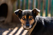 Domestic mongrel rural dog on a chain. close-up portrait. Homeless animal shelter concept