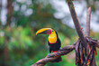Toucan tropical exotic bird from the rainforest with its iconic yellow orange beak sitting on the branch of a tree surrounded by greenery