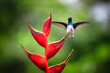 Amazilia decora, Charming Hummingbird, bird feeding sweet nectar from flower pink bloom. Hummingbird behaviour in tropic forest, nature habitat in Corcovado NP, Costa Rica