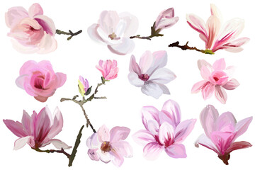 Canvas Print - Set of magnolia flowers