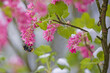a bumble bee on a pink blossom and snow