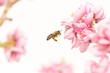 flying honey bee collecting pollen in spring season on a peach blossom