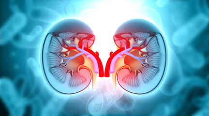 Human kidney cross section on scientific background. 3d illustration.