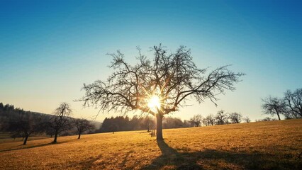 Wall Mural - Rural landscape with the morning sun behind the beautiful silhouette of a bare tree on a gold sunlit meadow on a hill, clear blue sky
