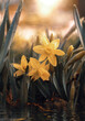 Kwiaty ( Narcissus jonquilla )