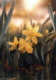 Fototapeta Kwiaty - Kwiaty ( Narcissus jonquilla )