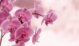 Fototapeta Kwiaty - Kwiaty- Falenopsis