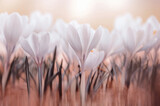 Fototapeta Kwiaty - Białe krokusy