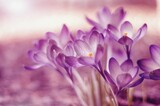 Fototapeta Kwiaty - Kwiaty krokus