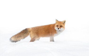 Wall Mural - Red fox Vulpes vulpes isolated on white background with bushy tail hunting through the freshly fallen snow in Algonquin Park in Canada