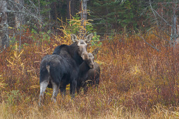 Poster - Cow moose and calf Alces alces standing in a field in Algonquin Park, Canada in autumn